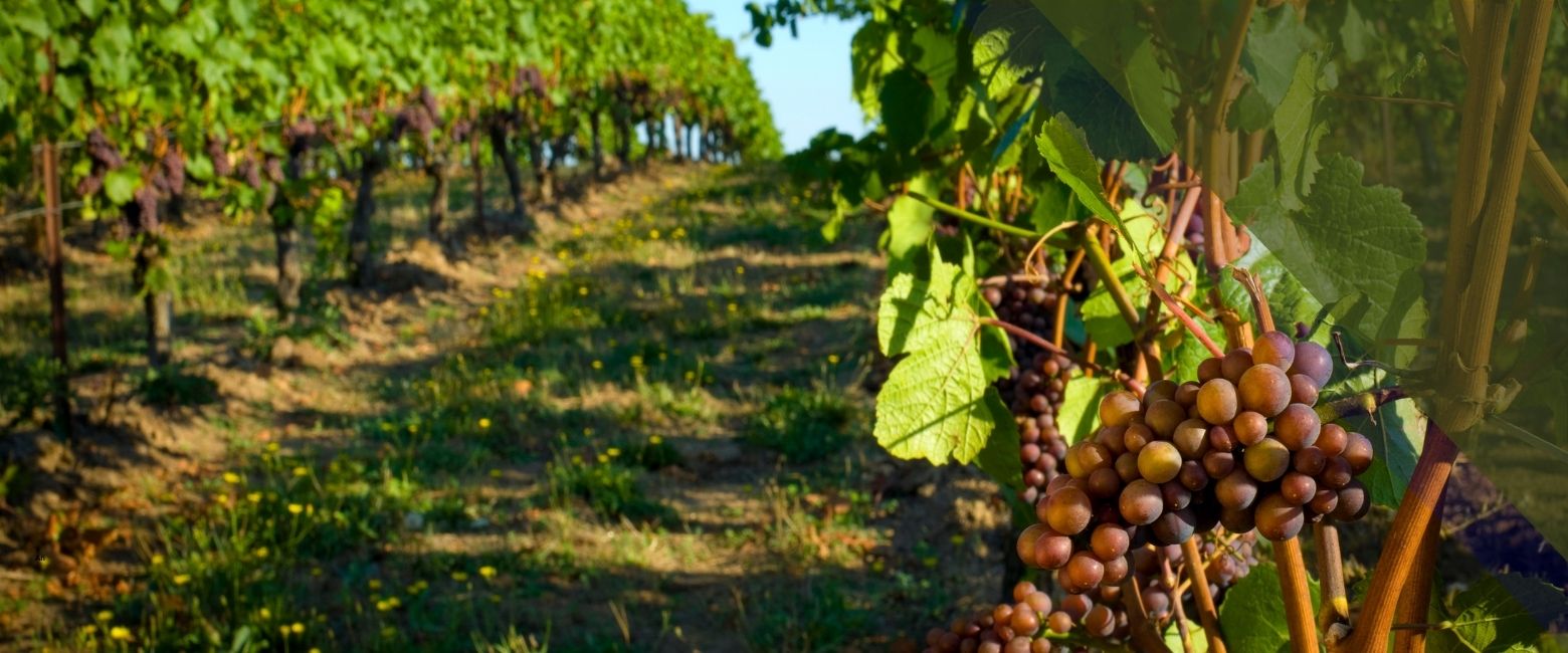 Autorizaciones de plantación de viñedo 2026 | Clemente Rueda y Asociados S.L. | Clemente Rueda Valladolid Nuevas autorizaciones de plantación de viñedo: qué cambia para las bodegas de Castilla y León