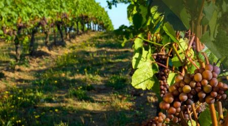 Novedades fiscales para bodegas | Clemente Rueda y Asociados S.L. | Clemente Rueda Valladolid Nuevas autorizaciones de plantación de viñedo: qué cambia para las bodegas de Castilla y León